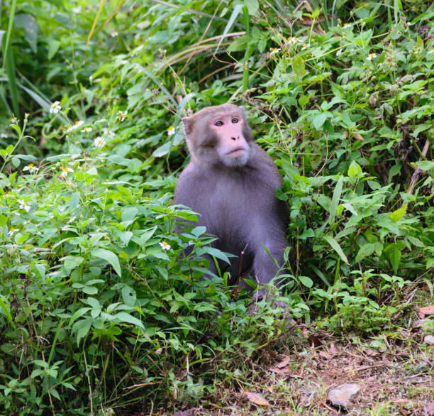 Taiwan Monkey (Formosan macaques) In Kaohsiung city