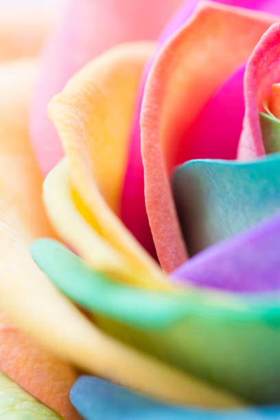 istock Close up of a rainbow rose 1136433207