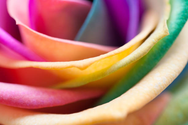 istock Close up of a rainbow rose 1136433247