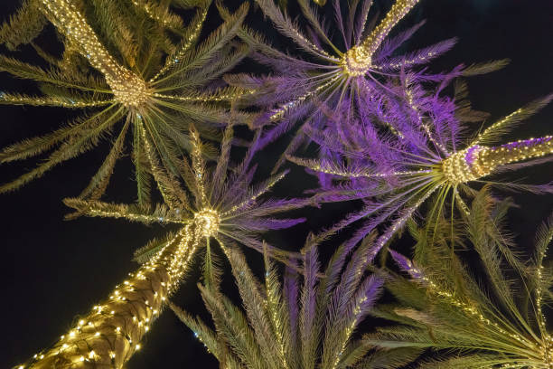 The beauty of illuminated palms  trees