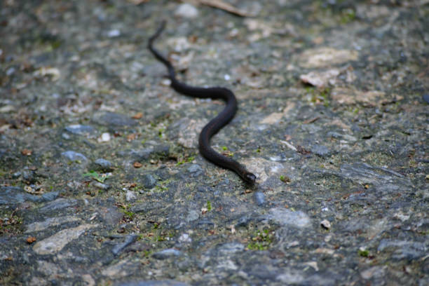 istock Snake on the Sidewalk Close Up 1136434229