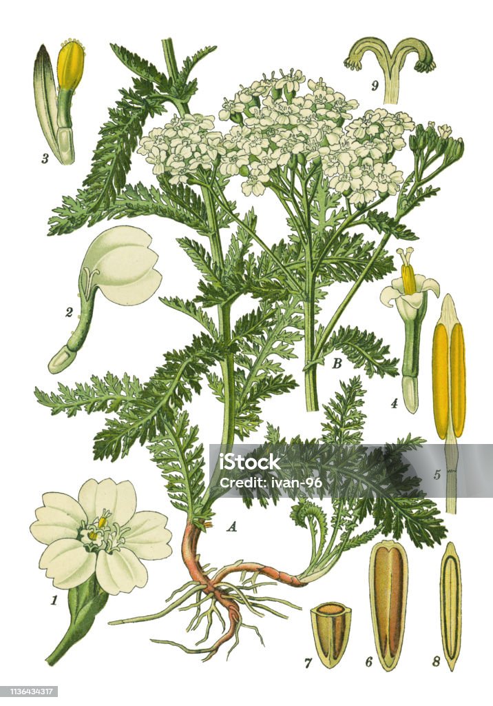 Yarrow Stock Illustration - Download Image Now - Yarrow, Engraved Image ...