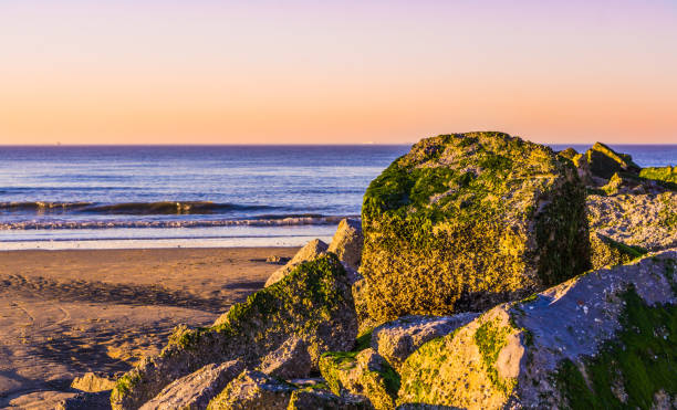 stapel rotsen die in overzees onkruid, blauwe oceaan met golven en kleurrijke hemel tijdens zonsondergang worden behandeld. het strand van blankenberge, belgië. - blankenberge strand stockfoto's en -beelden