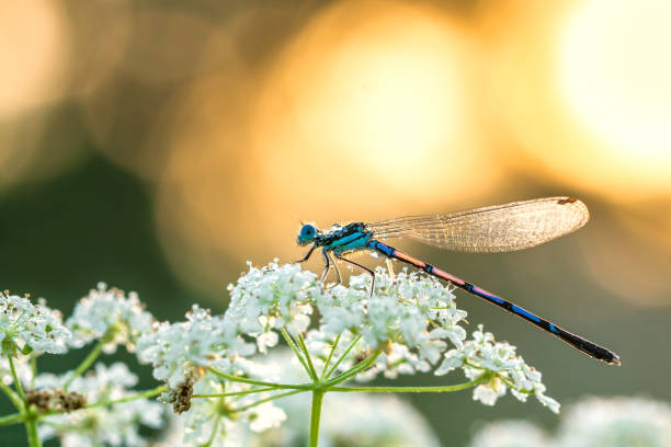 istock dragonfly sitting on white flowers 1136434670