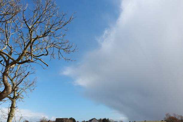 istock Bare branches of tree with big white cloud, blue sky and copy space 1136434847