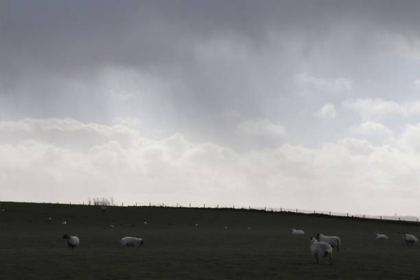 istock Sheep in dark field under overcast sky 1136435674