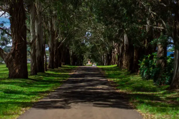 Photo of Road with the trees, landscape at Guarapuava city Brazil