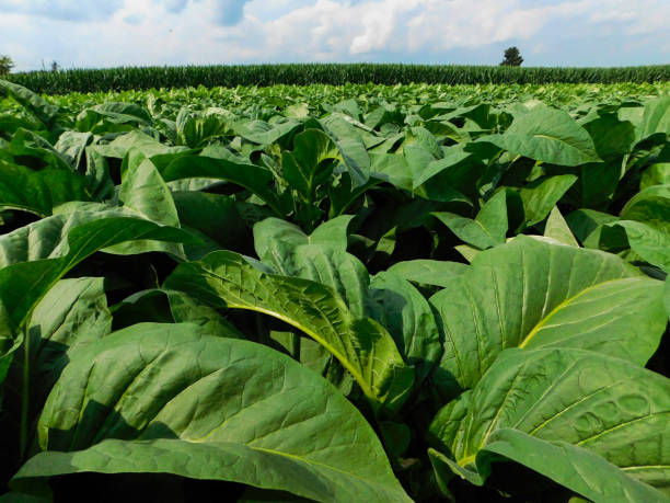 istock Tobacco plants growing  in a field at midday 1136436046