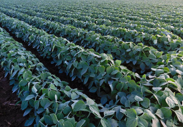 istock Rows of soybean plants in the morning light 1136436054
