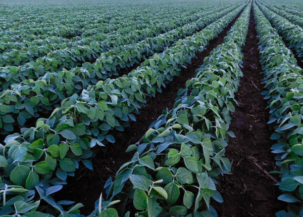 istock Rows of soybean plants in the morning light 1136436058