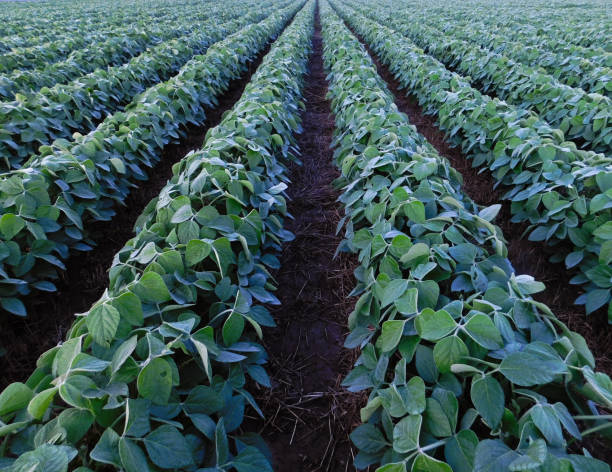 istock Rows of soybean plants in the morning light 1136436068
