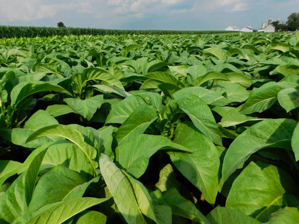 istock Tobacco plants in a field 1136436176
