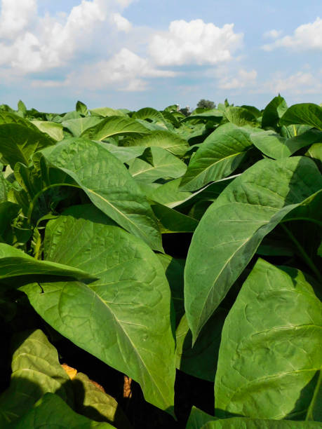 istock Tobacco plants growing in a field 1136436177