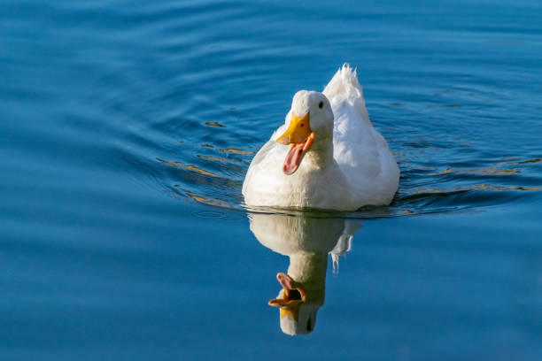 A single duck on a pond making ripples on water. Graceful mallard duck swimming upside down in deep water with ripples.