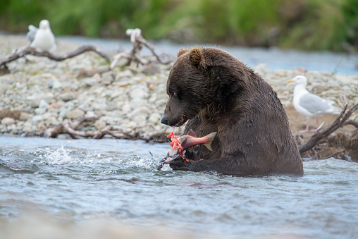 Brown Bear Eating Salmon In Stream Stock Photo - Download Image Now -  Alaska - US State, Animal, Animal Wildlife - iStock
