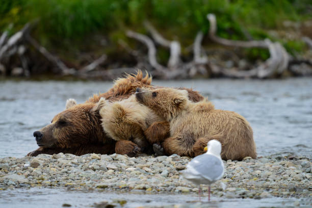 istock Brown bear sleeping middle of Funnel Creek 1136438066