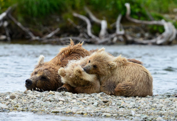 brown bear family resting