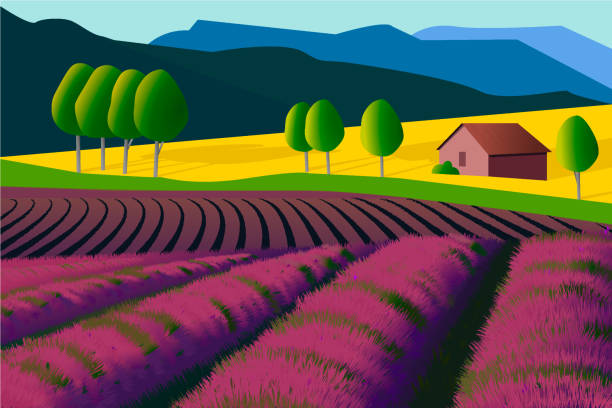 lavender field house against the background of vector purple lavender fields. rear mountains and yellow fields of wheat. france village blue sky stock illustrations