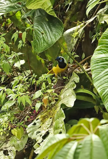 Green Jay (Cyanocorax yncas yncas) adult feeding on fruit in tree"n"nLoja, Ecuador                    February