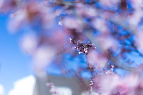 istock Fresh blossom on a japanese cherry tree in begin spring. 1136438250