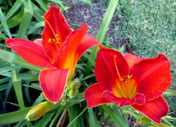istock Red Hemerocalis in the Spring Garden. 1136438428