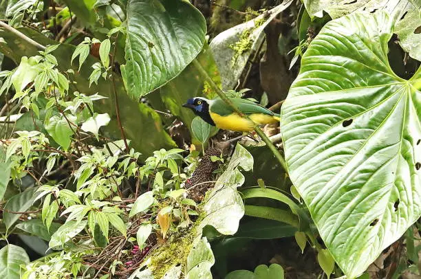 Green Jay (Cyanocorax yncas yncas) adult feeding on fruit in tree"n"nLoja, Ecuador                    February