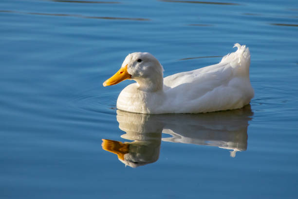 istock White pekin duck swimming on a still clear pond with reflection in the water 1136438734