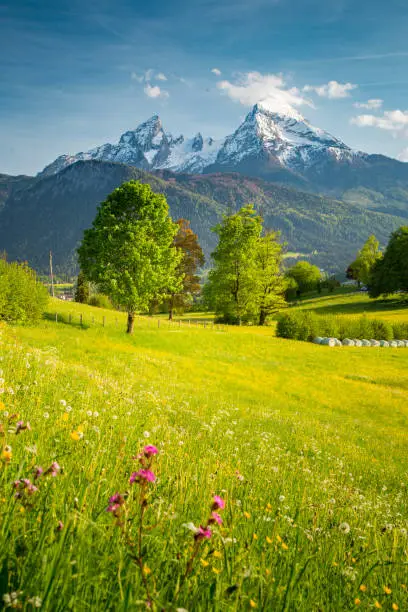 Beautiful view of idyllic alpine mountain scenery with blooming meadows and snowcapped mountain peaks on a beautiful sunny day with blue sky in springtime