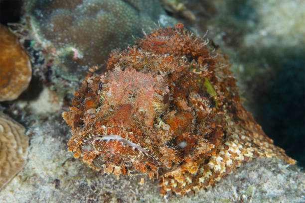 istock A well camouflaged Spotted Scorpionfish waiting to ambush a passing fish 1136441812