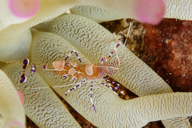 istock Spotted Cleaner Shrimp on a Giant Anemone 1136441886