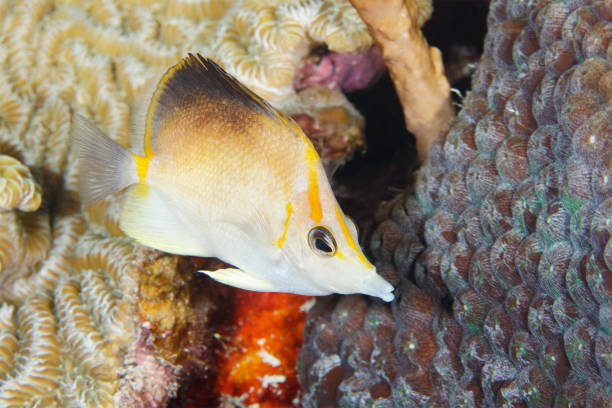 istock Longsnout Butterflyfish swimming over a coral reef 1136442287