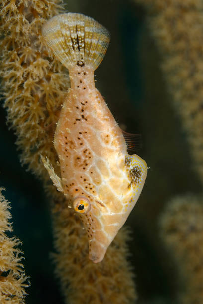 istock Slender Filefish hidng in a gorgonian 1136442897
