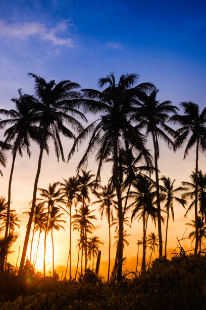 istock Tropical coconut trees at sunrise or sunset 1136443404
