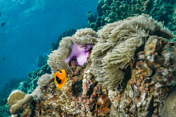 istock Epic Nature Underwater Rare Tomato Anemone Clownfish (Amphiprion ephippium) 1136443497