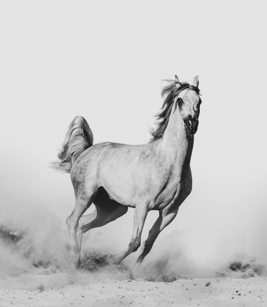 istock Beautiful arabian horse in desert 1136444669
