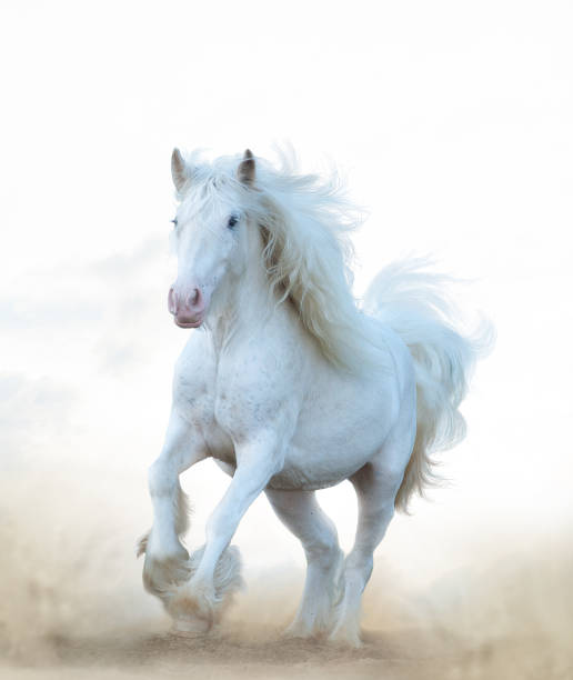 istock Snow white horse running 1136444670