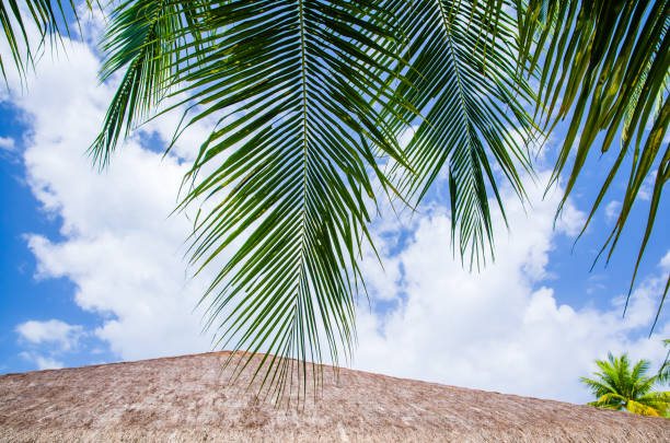 Recreational Pursuit, Backgrounds, Vacations, Travel, Tropical, Outdoors,