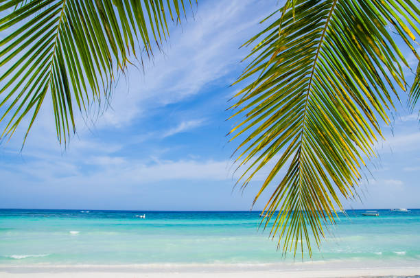 istock Tropical seascape under palm leaves 1136444788