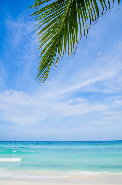 istock Tropical seascape under palm leaves 1136444808