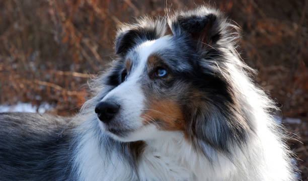Our beautiful sweet Blue merle Sheltie looking pensive Blue merle Shetland Sheepdog outdoors looking off to the side with a dreamy expression sheltie blue merle stock pictures, royalty-free photos & images