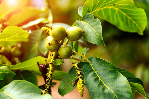 fruta verde da noz na filial. - english walnut - fotografias e filmes do acervo