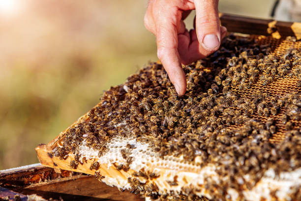 istock Beekeeper showing the honeycomb in the frame. 1136445796