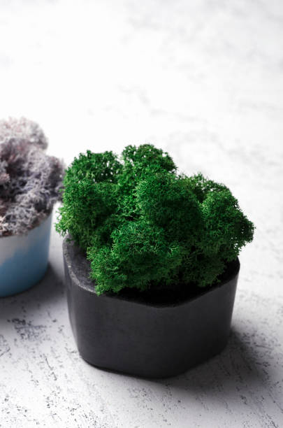 istock Green and violet moss in a concrete pot. Loft or scandinavian modern interior decor 1136445937