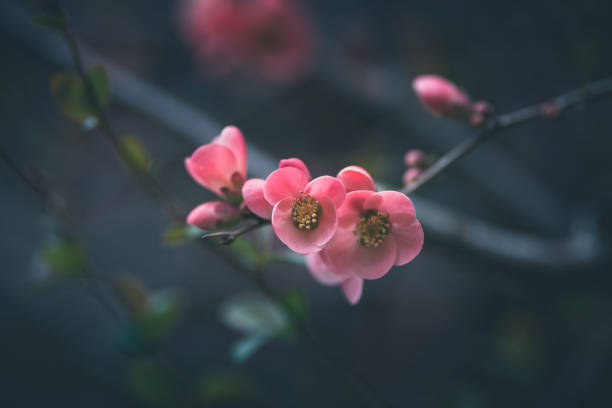 istock Chaenomeles in flower in spring 1136447175