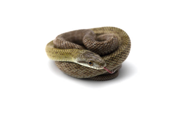 istock The Japanese rat snake isolated on white background 1136447276