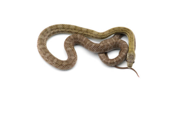 istock The Japanese rat snake isolated on white background 1136447278