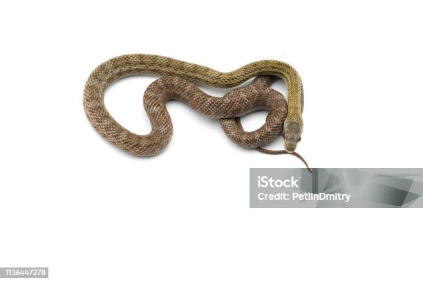 The Japanese Rat Snake Isolated On White Background Stock Photo - Download Image Now