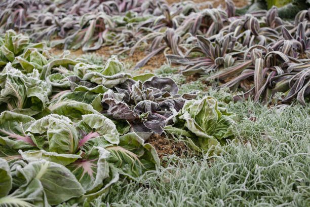 istock frost salad after a cold night in winter 1136449606