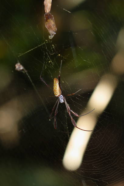 Spider in a web in rain forest Spider in a web in rainforest arachnology stock pictures, royalty-free photos & images