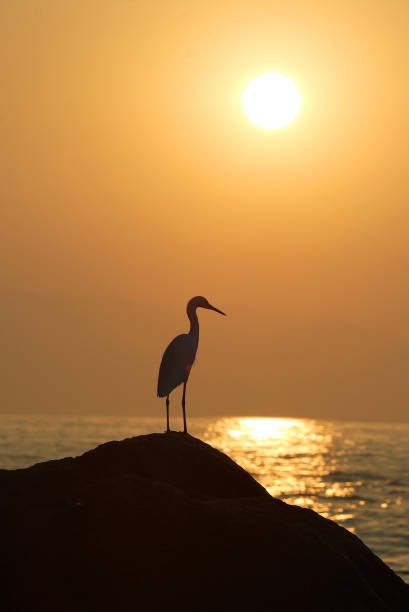 istock Heron bird watching sunset over sea 1136449719